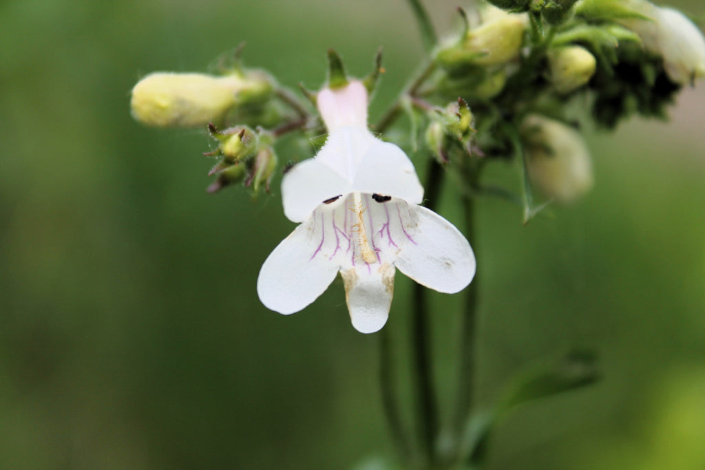 500 PALE BEARDTONGUE Penstemon Pallidus Flower Seeds