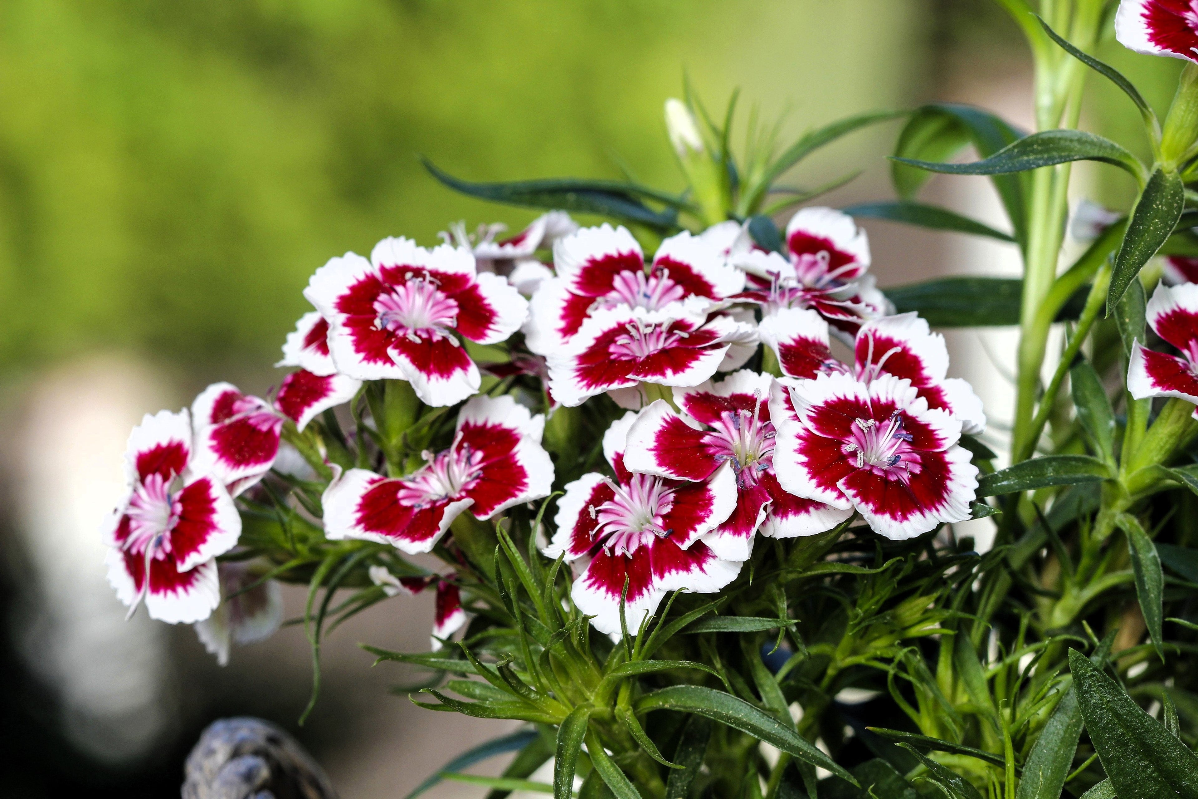 50 HOLBORN GLORY DIANTHUS Barbatus Red & White Sweet William Flower Seeds