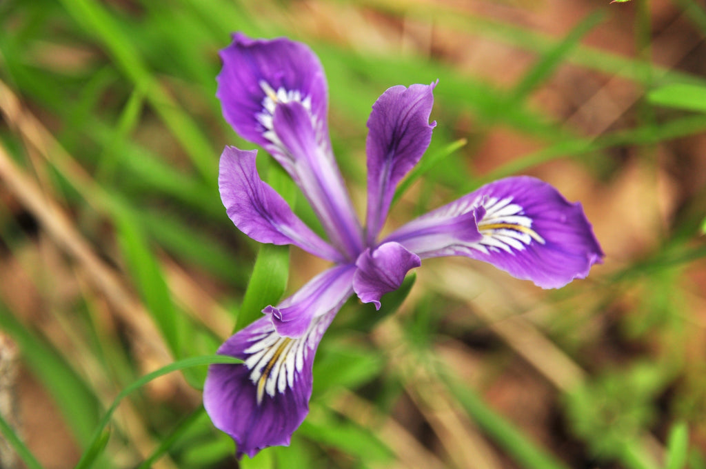 20 Blue & Purple OREGON IRIS ( Tough-Leaf Iris ) Iris Tenax Flower Seeds