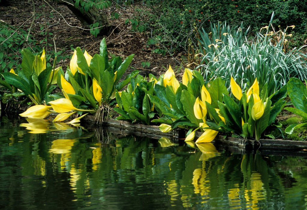 10 Yellow SWAMP LANTERN Moist Lysichiton Americanus Skunk Cabbage Flower Seeds