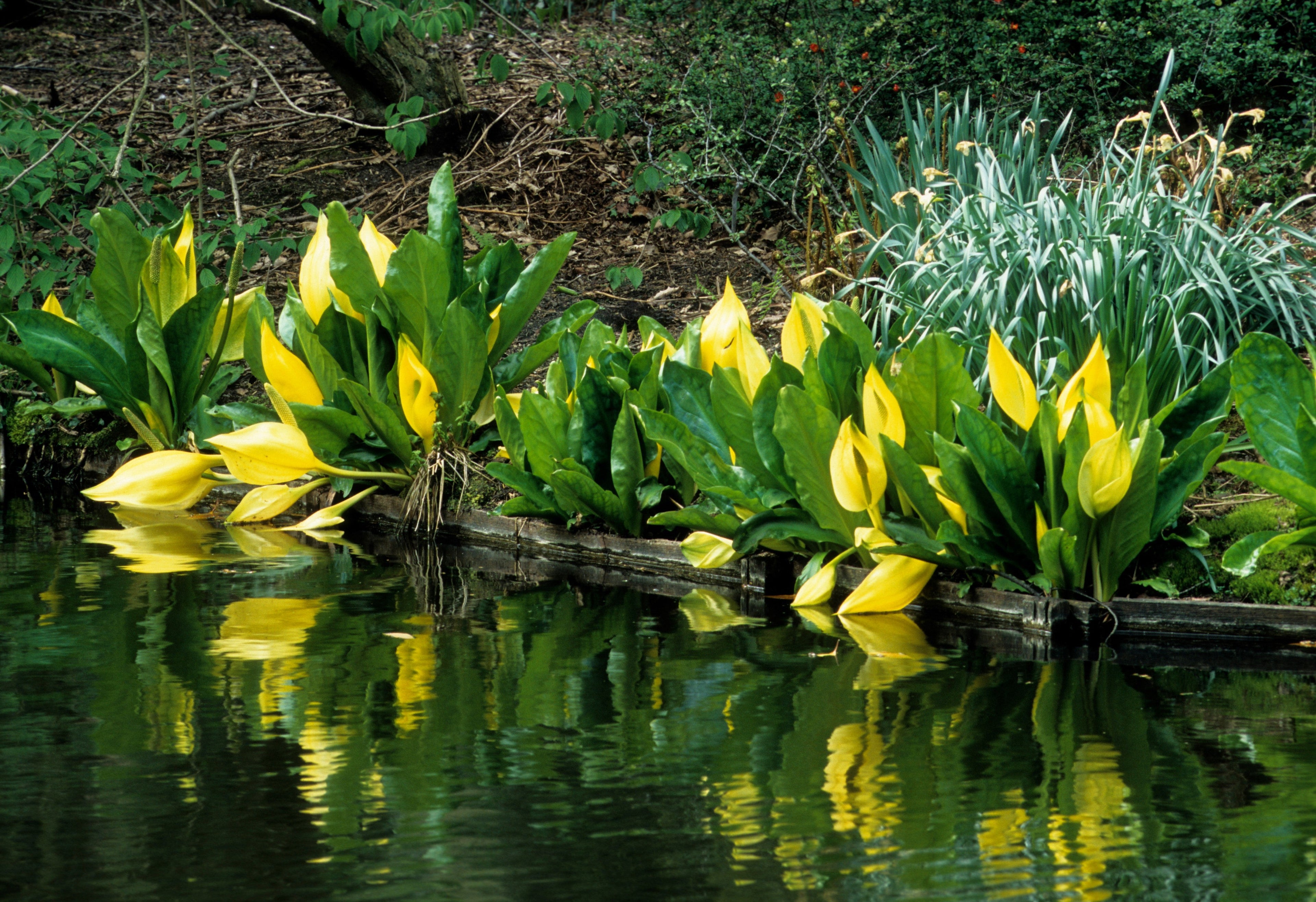 10 Yellow SWAMP LANTERN Moist Lysichiton Americanus Skunk Cabbage Flower Seeds