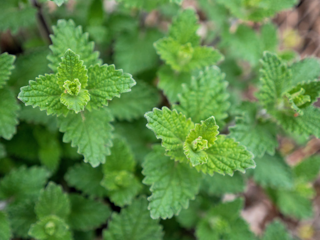 50 BLUE CATMINT Nepeta Mussinii Herb Flower Seeds