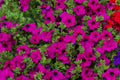 200 Purple LAURA BUSH PETUNIA Violacea Integrifolia Violet Perennial Trumpet Flower Seeds