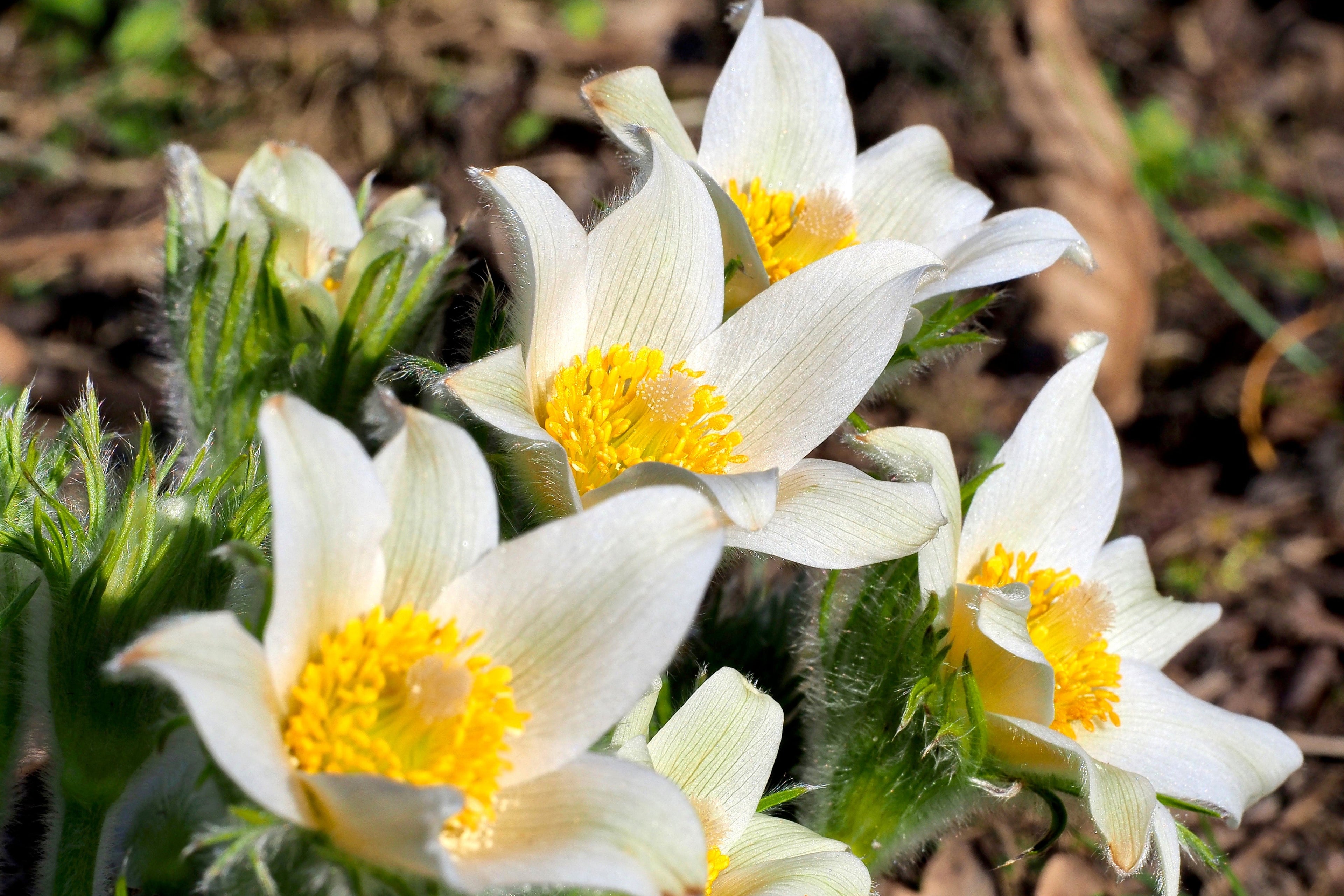 25 WHITE ANEMONE Pulsatilla Vulgaris PASQUE flower Seeds
