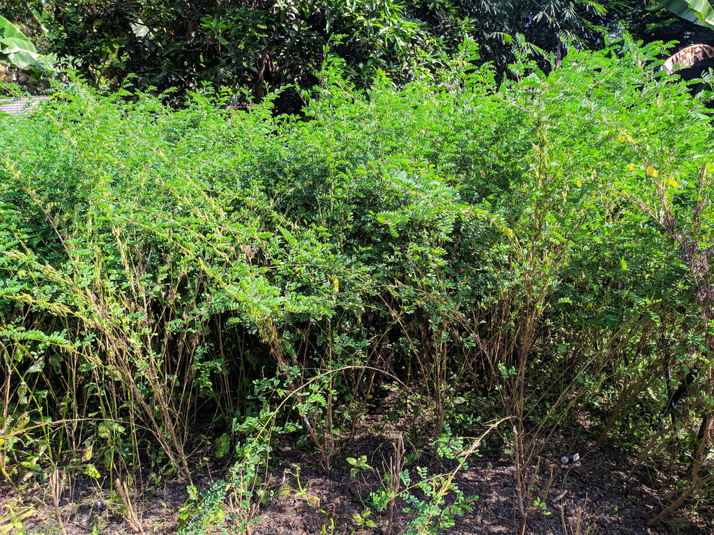 50 TRUE INDIGO Dye Indigo Indigofera Tinctoria Pink Purple Sub Shrub Flower Seeds