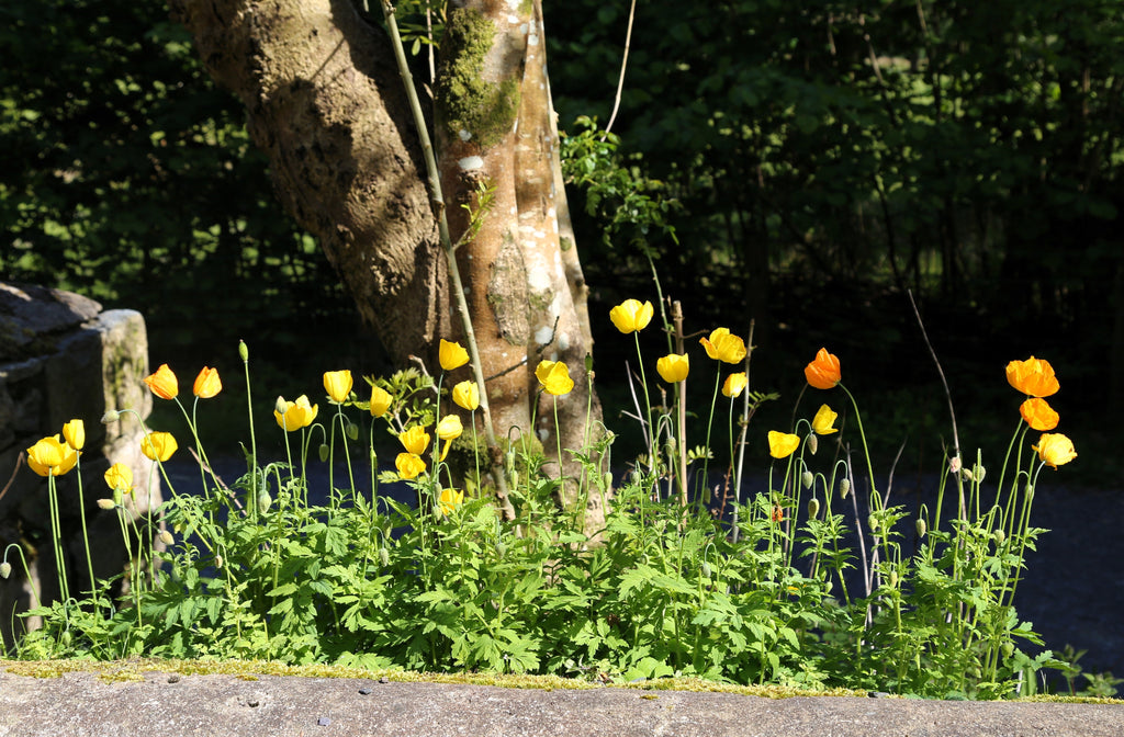 20 Yellow WELSH POPPY Meconopsis Papaver Cambricum Perennial Shade Flower Seeds