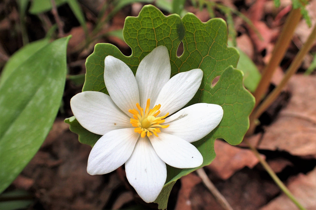 10 White BLOODROOT Sanguinaria Canadensis Shade Ground Cover Flower Seeds