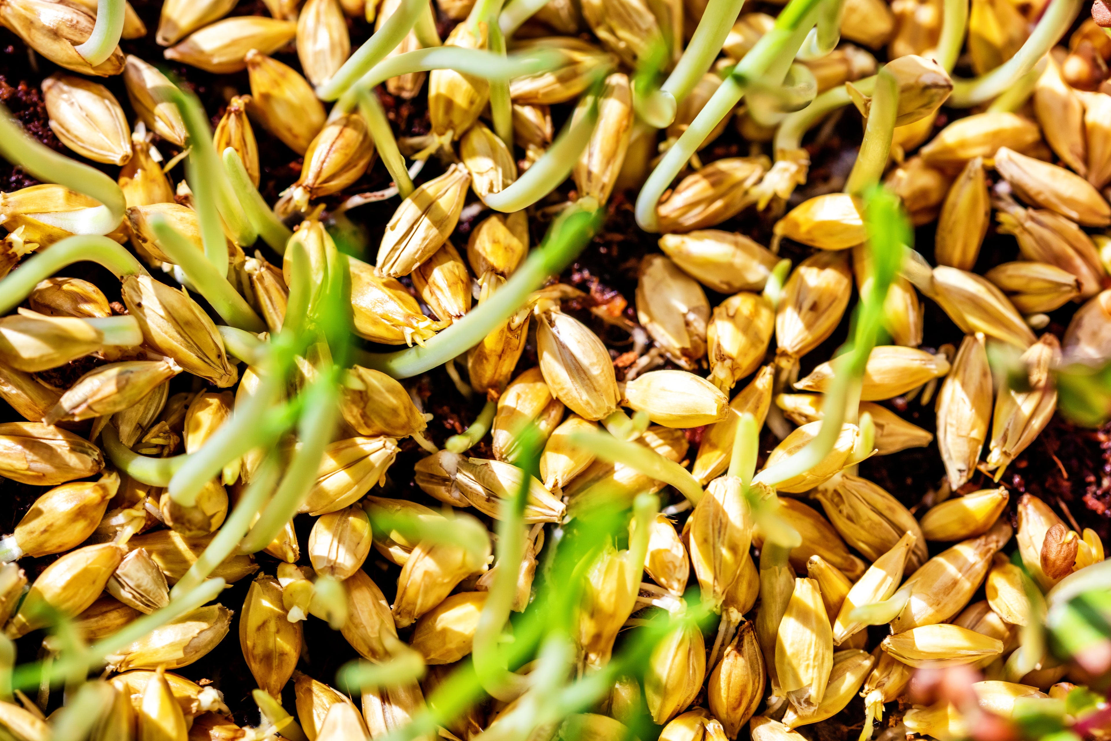 100 Common BARLEY Hordeum Vulgare Grain Grass Cover Crop Beer Seeds