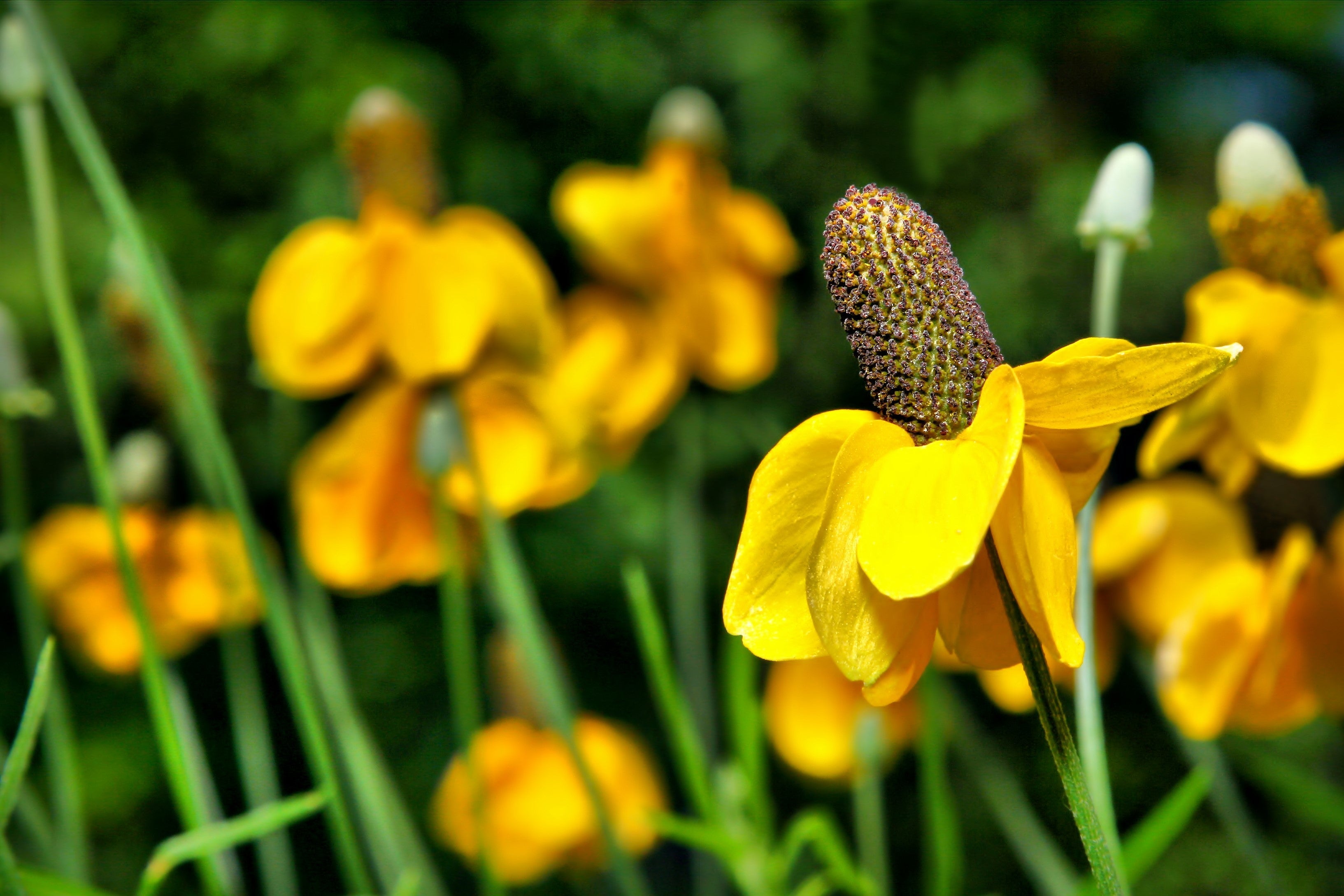 3000 CLASPING CONEFLOWER Rudbeckia Amplexicaulis Native Yellow Flower Seeds