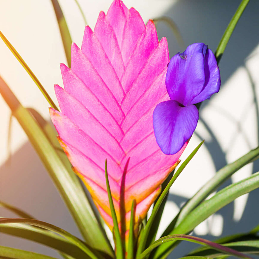 Pink Quill - Tillandsia 'Cyanea'