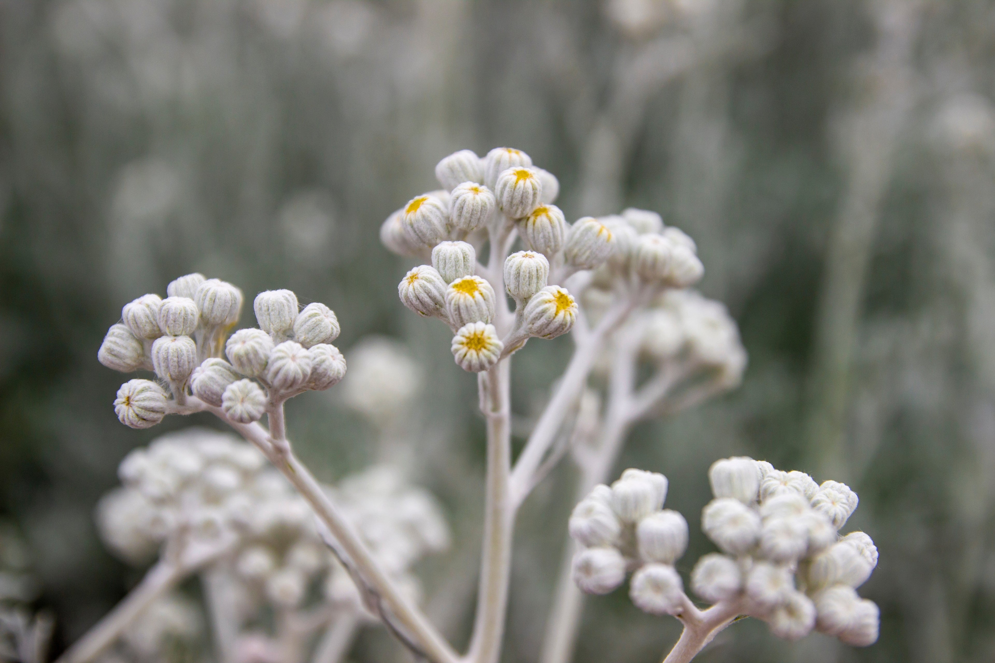 300 SILVERDUST DUSTY MILLER Cineraria Maritima Jacobaea Senecio Flower Seeds