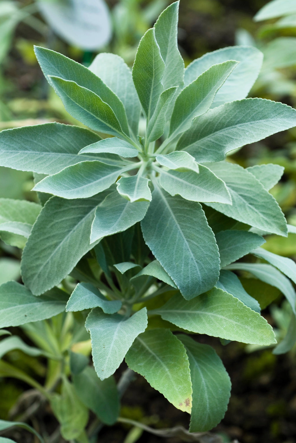 75 Sacred California WHITE SAGE Salvia Apiana Shrub Silver Folliage Native Smudge Seeds