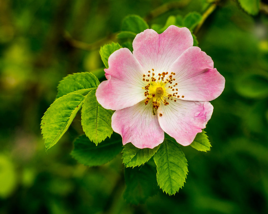 50 Thornless Pink DOG BRIER ROSE Bush Rosa Canina Inermis Victory Garden Fragrant Flower Seeds