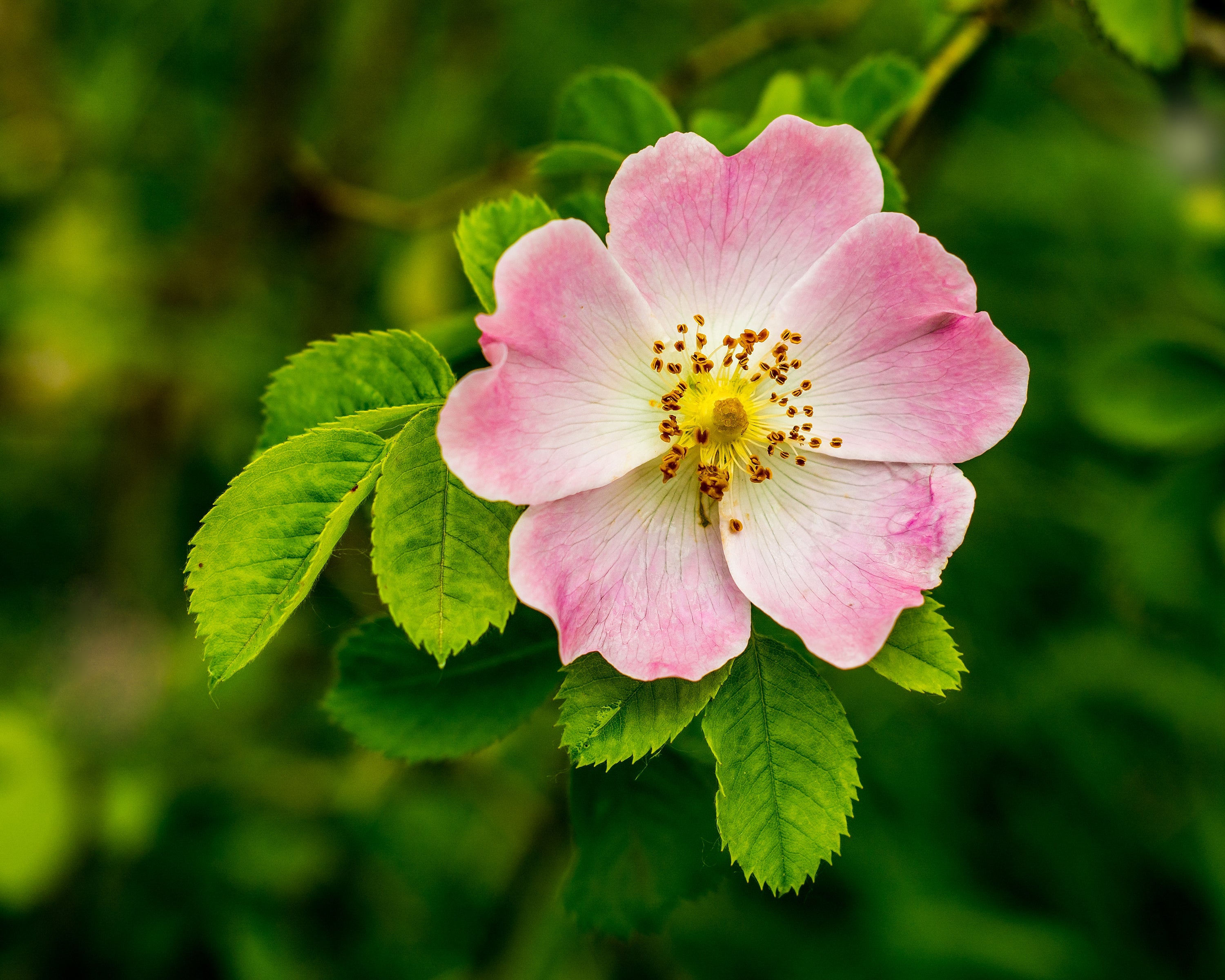 50 Thornless Pink DOG BRIER ROSE Bush Rosa Canina Inermis Victory Garden Fragrant Flower Seeds