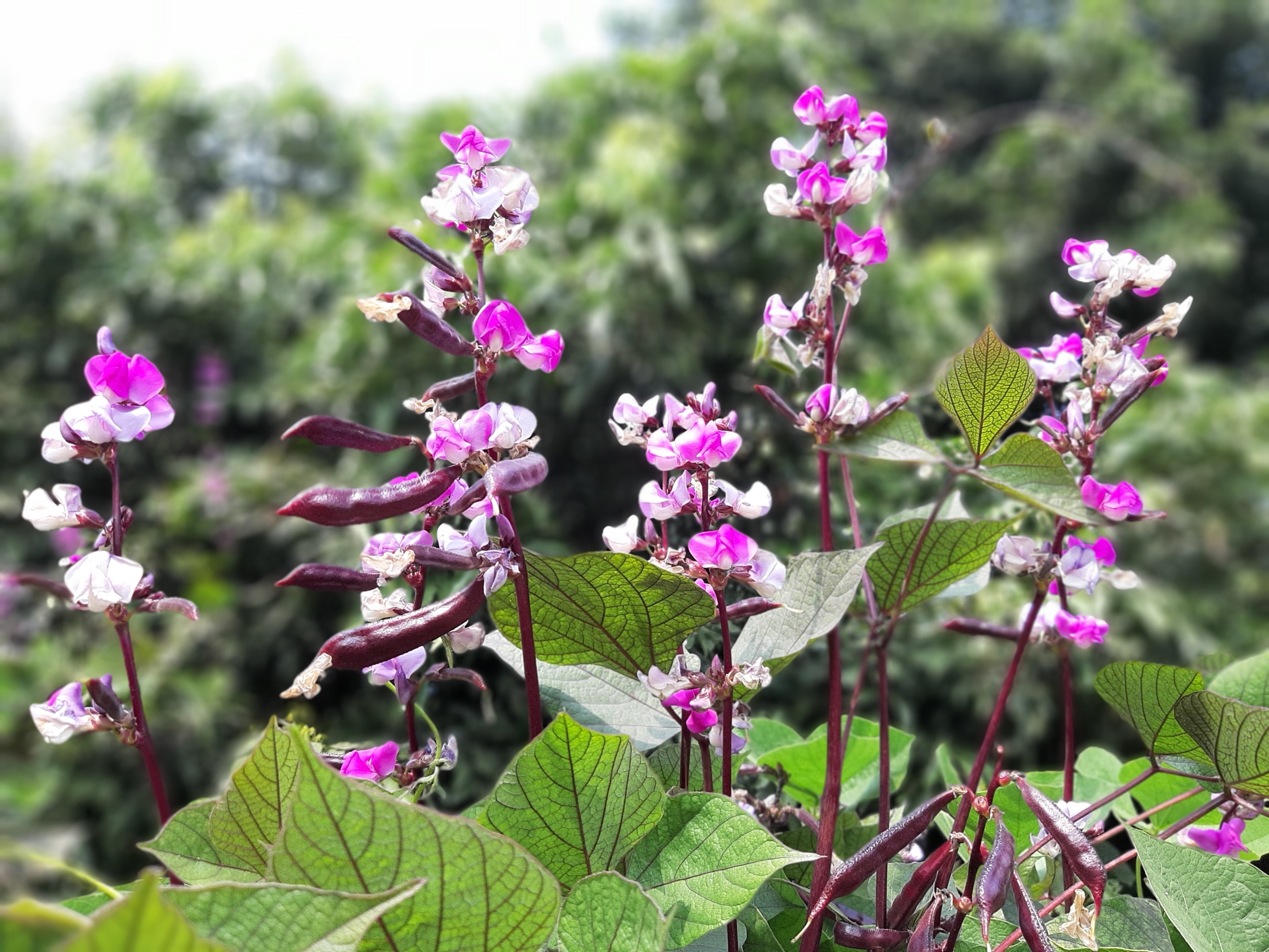 10 Ruby Moon HYACINTH BEAN Lablab Purpureus Blue Purple White Flower Ornamental Vine Seeds