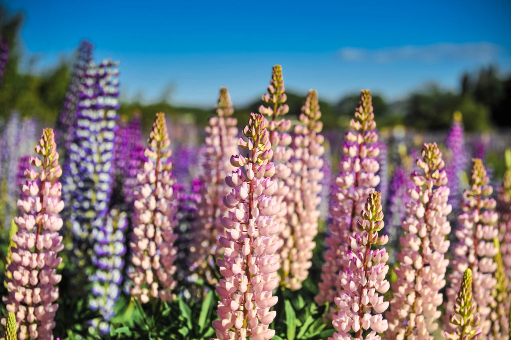 75 Mixed Colors RUSSELL LUPINE (Streamside, Bigleaf, Garden, or Washington Lupine) Lupinus Polyphyllus Flower Seeds