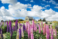 75 Mixed Colors RUSSELL LUPINE (Streamside, Bigleaf, Garden, or Washington Lupine) Lupinus Polyphyllus Flower Seeds