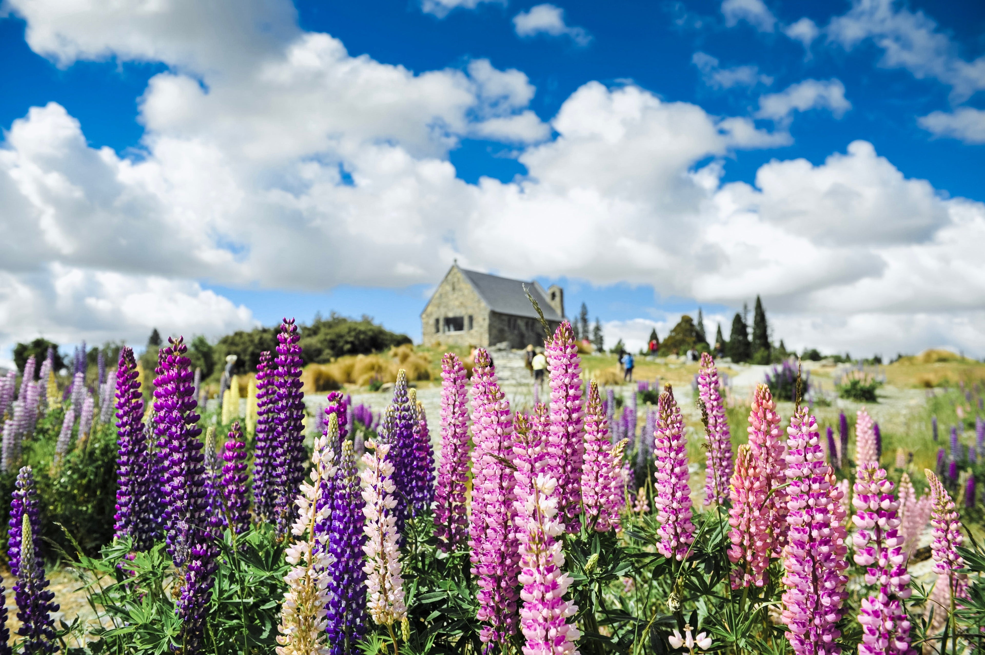 75 Mixed Colors RUSSELL LUPINE (Streamside, Bigleaf, Garden, or Washington Lupine) Lupinus Polyphyllus Flower Seeds