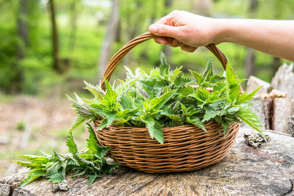 200 STINGING NETTLE Urtica Dioica (aka Common, California, or Bull Nettle / Tread Softly) Flower Seeds