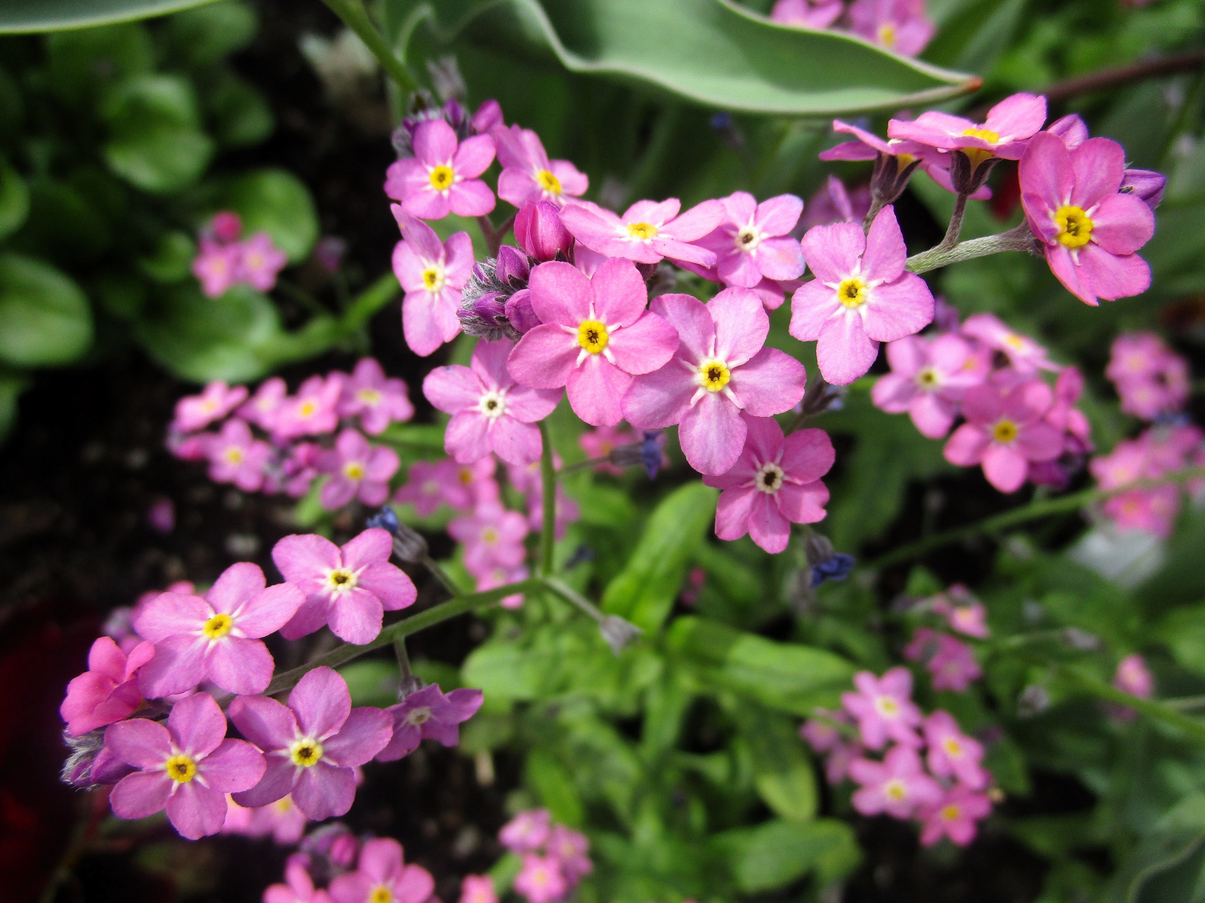 100 Victoria PINK FORGET Me NOT Myosotis Alpestris Shade or Sun Flower Seeds