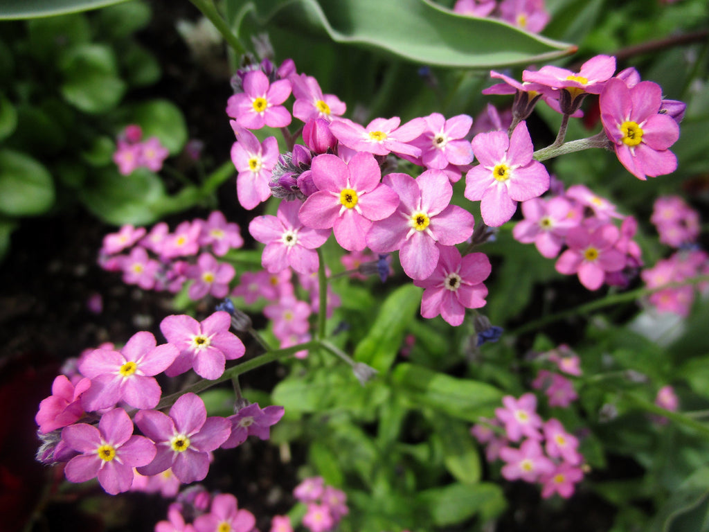 100 Mixed FORGET ME NOT Pink Blue White Mix Myosotis Alpestris Flower Seeds *Flat Shipping