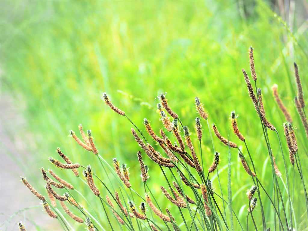 1000 CHINESE PLANTAIN Plantago Asiatica Herb Flower Seeds