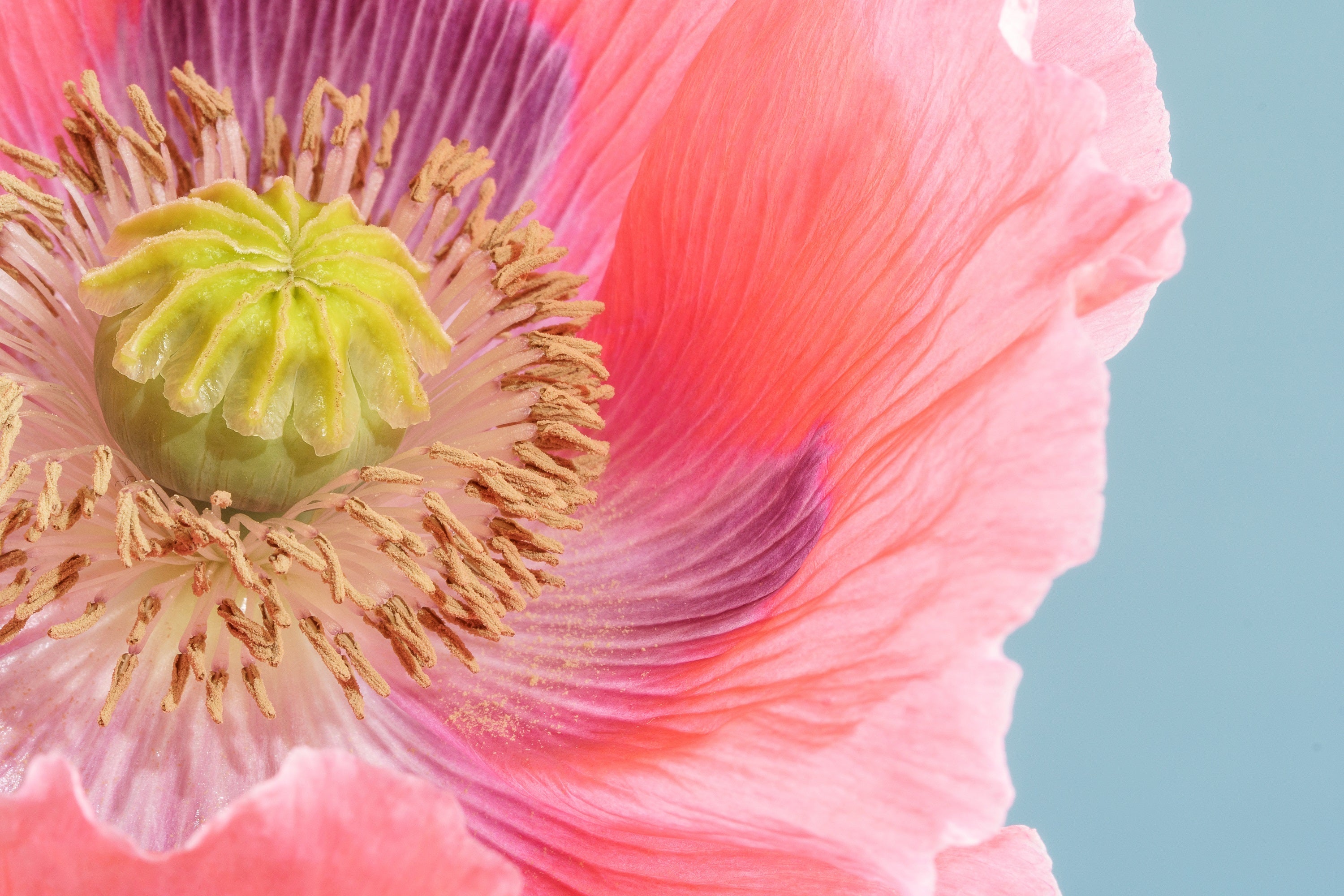 1000 POPPY " THE GIANT " Papaver Giganteum Pink & Purple Huge Pods Flower Seeds