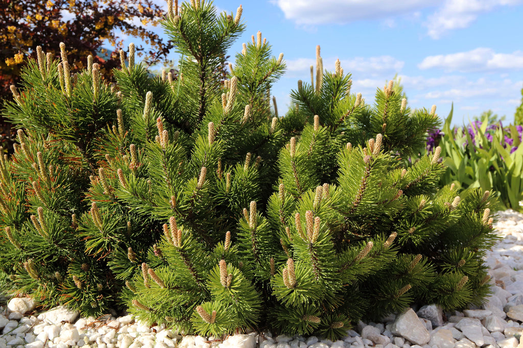 Pin Shrib 25 MUGO PINE Dwarf Evergreen Pinus Pumilio Shrub Seeds – Nate's Garden ...