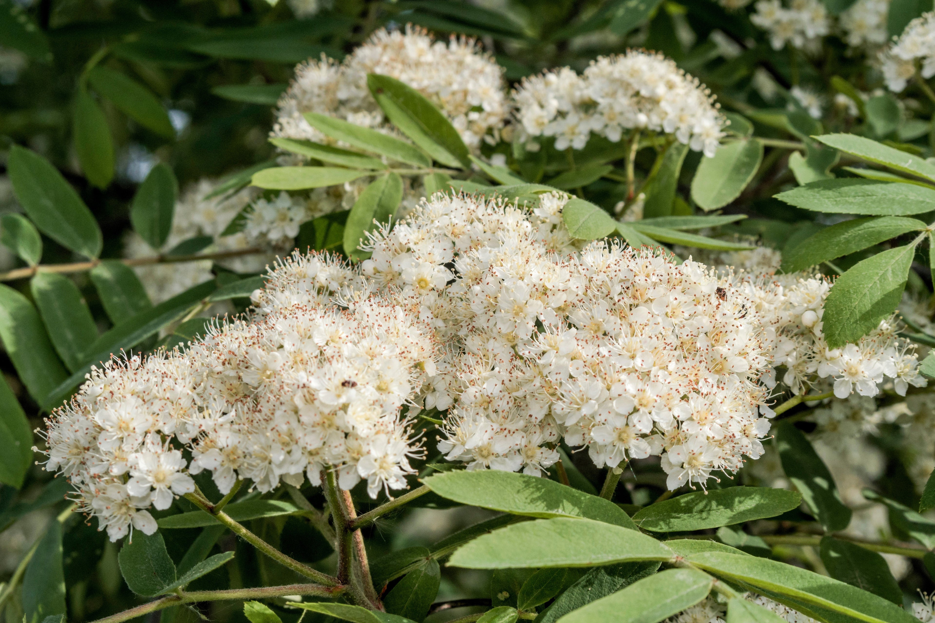20 ASH TREE Mountain / Amur / Rowan - Sorbus Aucuparia Seeds