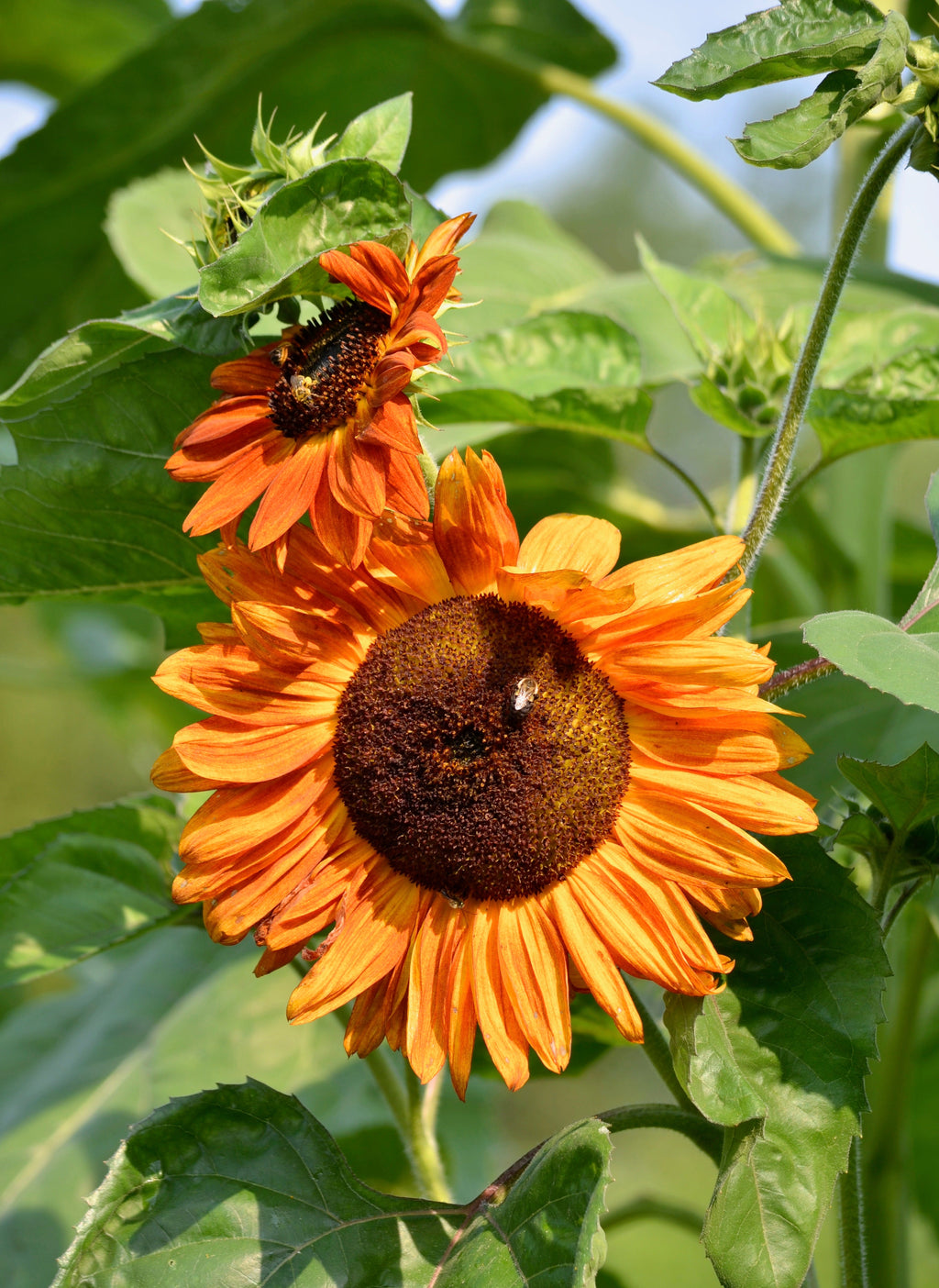 100 Mixed EVENING COLORS SUNFLOWER Helianthus Annuus Orange Red Gold Flower Seeds