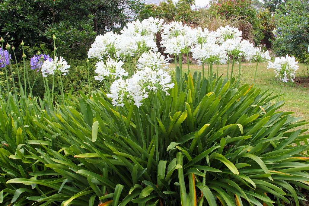 25 WHITE LILY of the NILE Agapanthus Orientalis African Lily Flower Seeds