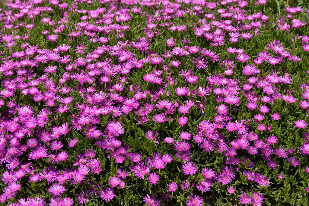 25 Table Mountain ICE PLANT Magenta Fuchsia Delosperma Cooperi Perennial Pink Carpet Flower Seeds