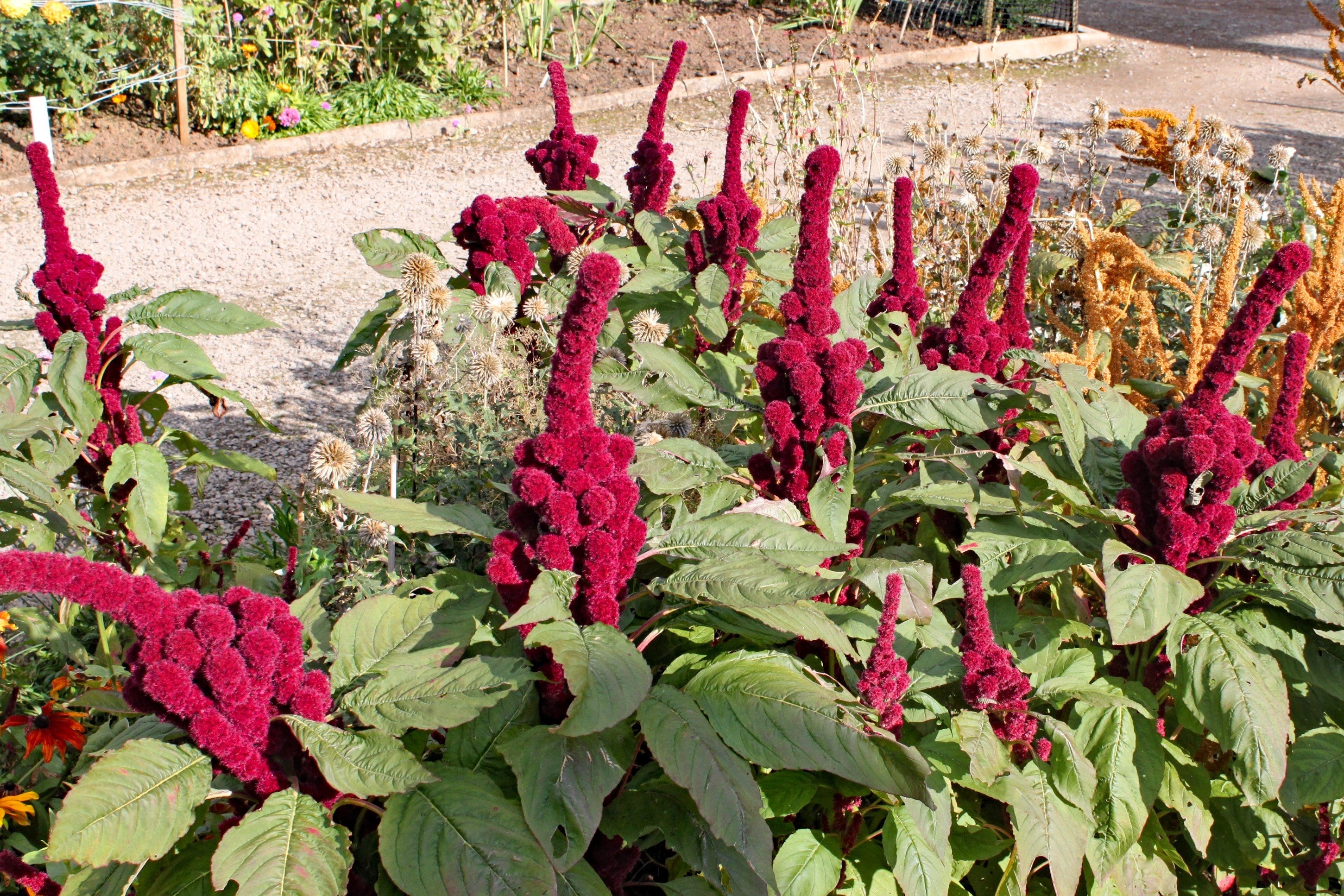 100 Organic ELEPHANT HEAD AMARANTHUS Amaranthus Gangeticus Burgundy Red Flower Seeds