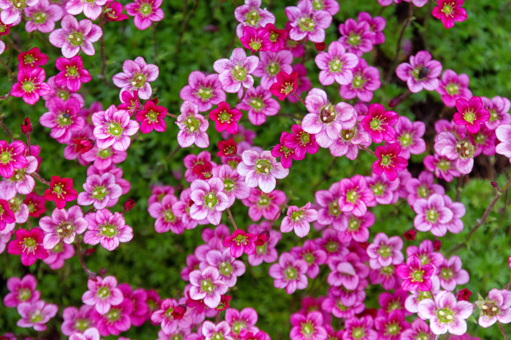50 FLORAL CARPET SAXIFRAGA Arendsii Rose Pink Mossy Rockfoil Evergreen Flower Seeds