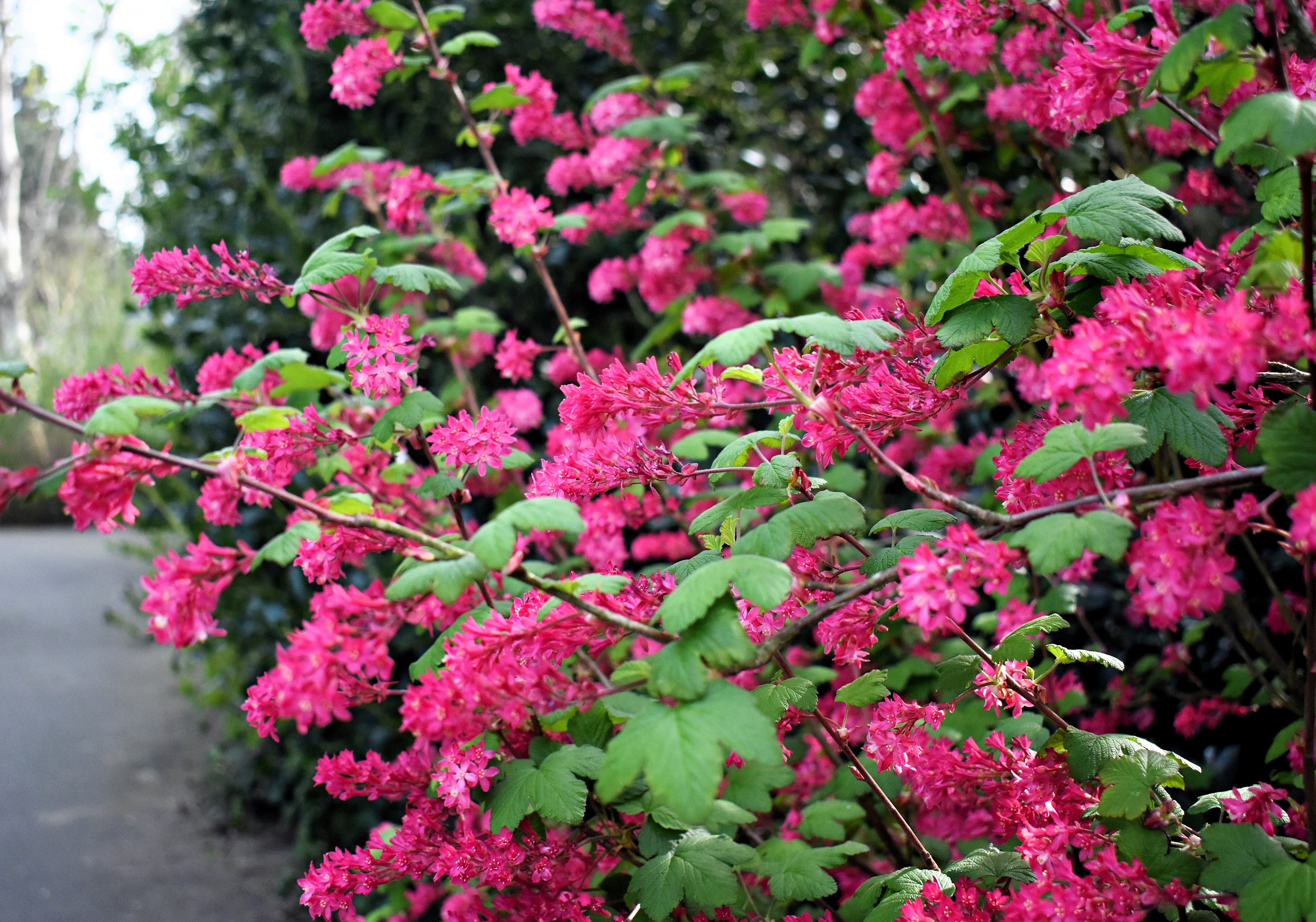 25 RED FLOWERING CURRANT Ribes Sanguineum aka Blood Currant Edible Fruit Blue Black Berries Shrub Seeds