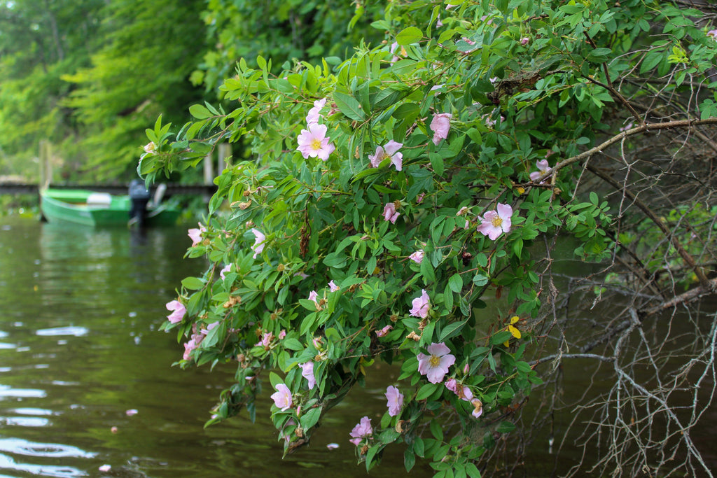 25 PINK SWAMP ROSE Rosa Palustris Flower Shrub Bush ( Average - Wet Soil ) Seeds