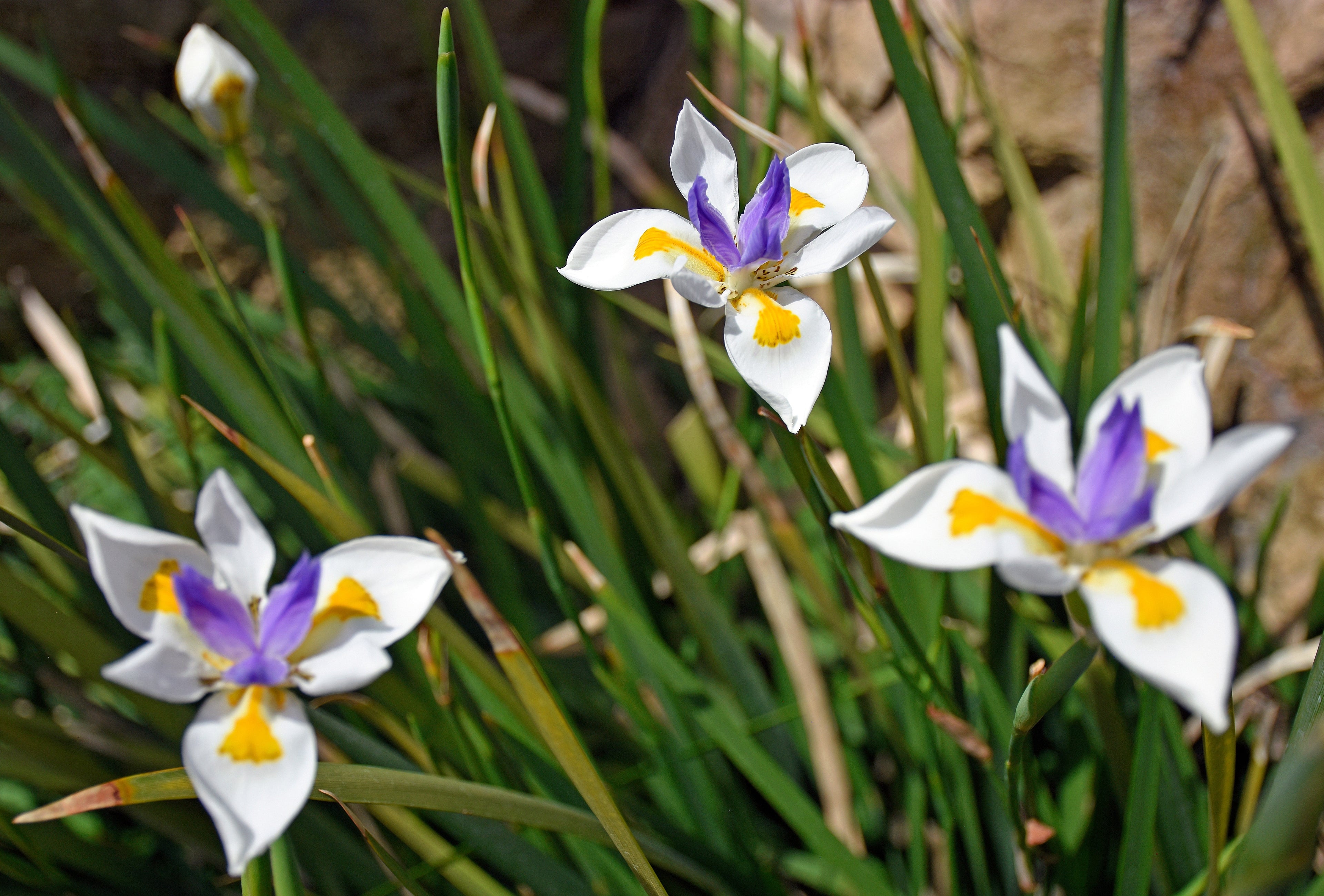 25 WHITE AFRICAN IRIS Fortnight Lily Dietes Iridioides Vegeta aka Cape or Butterfly Iris Yellow Purple Flower Seeds