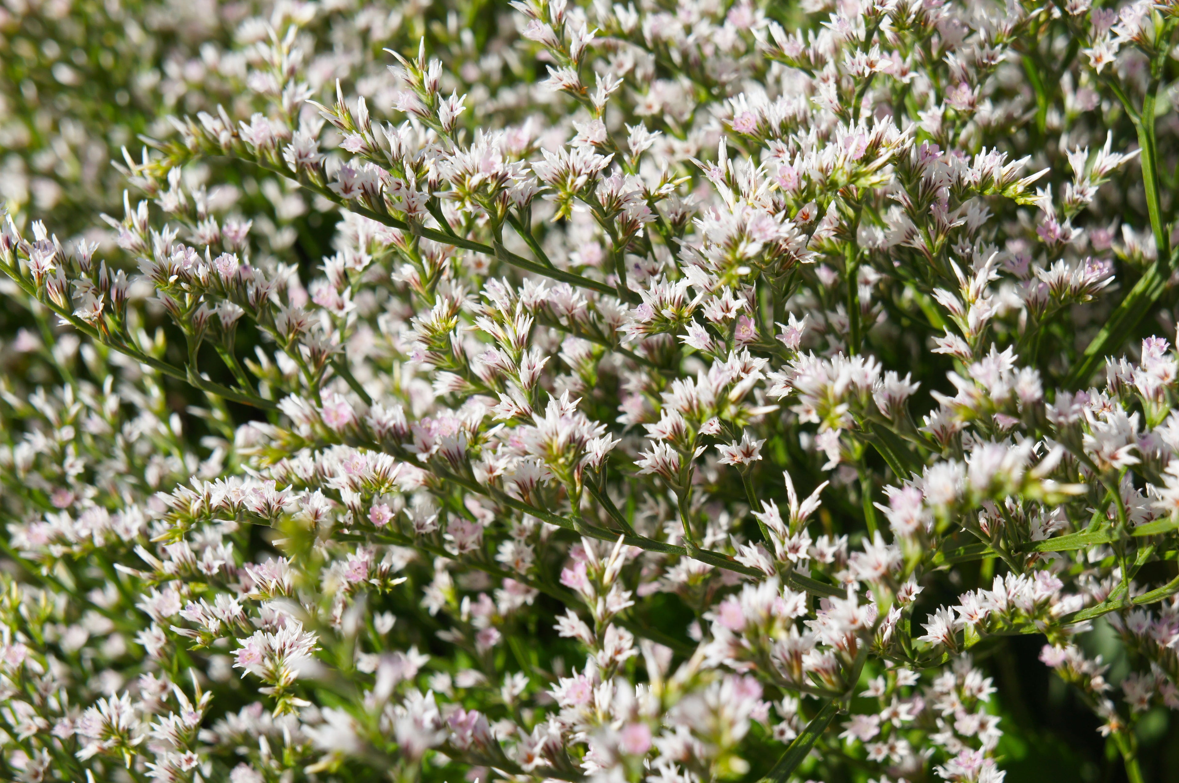 30 GERMAN STATICE White Sea Lavender Goniolimon Tataricum Limonium Flower Seeds