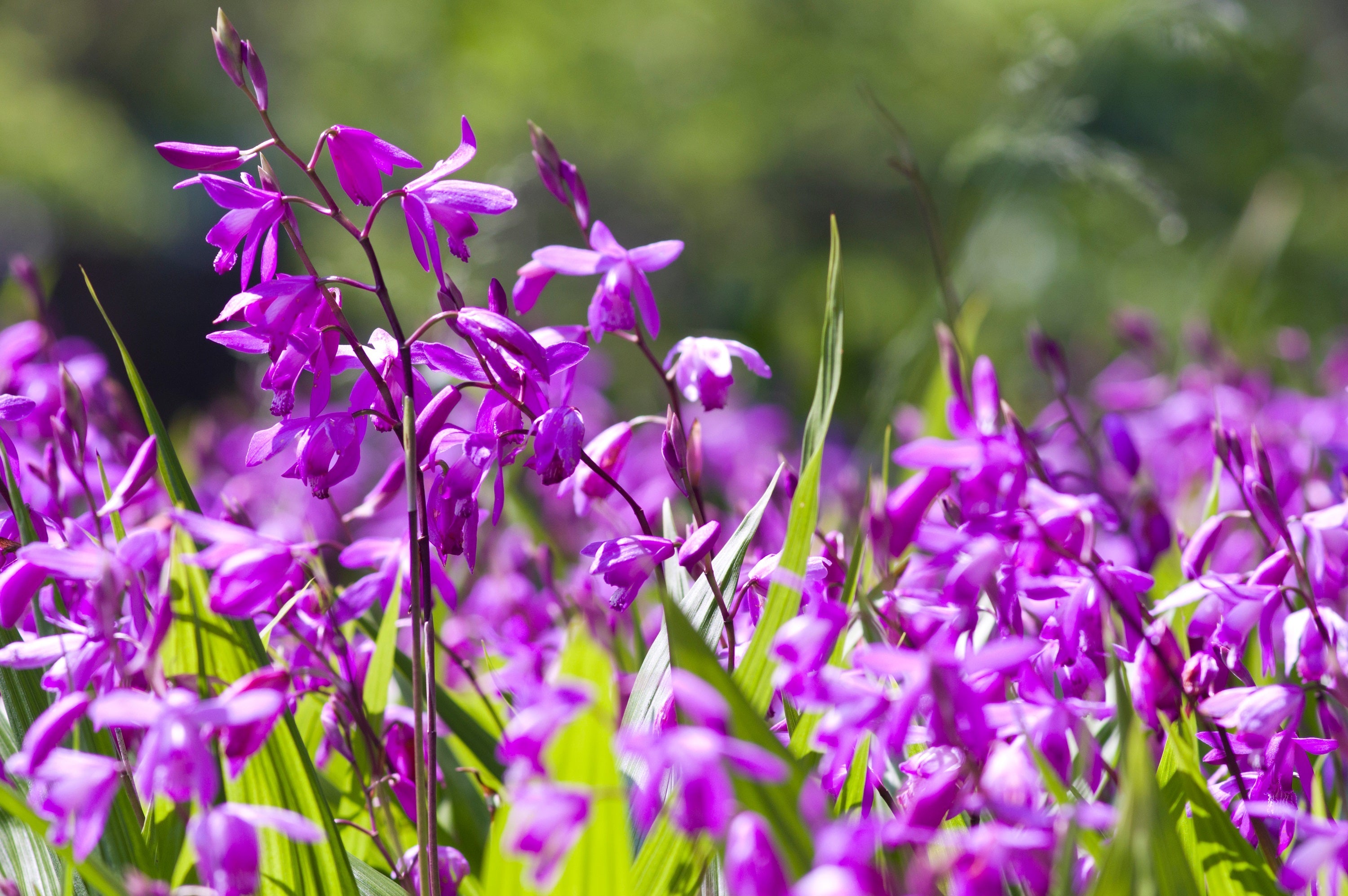 50 Hardy CHINESE GROUND ORCHID Bletilla Striata Purple Flower Seeds