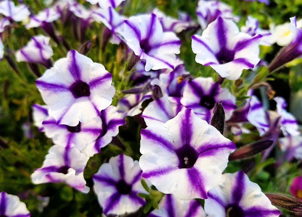 100 STAR MIX PETUNIA Mixed Colors Petunia Violacea Flower Seeds Red Blue Purple