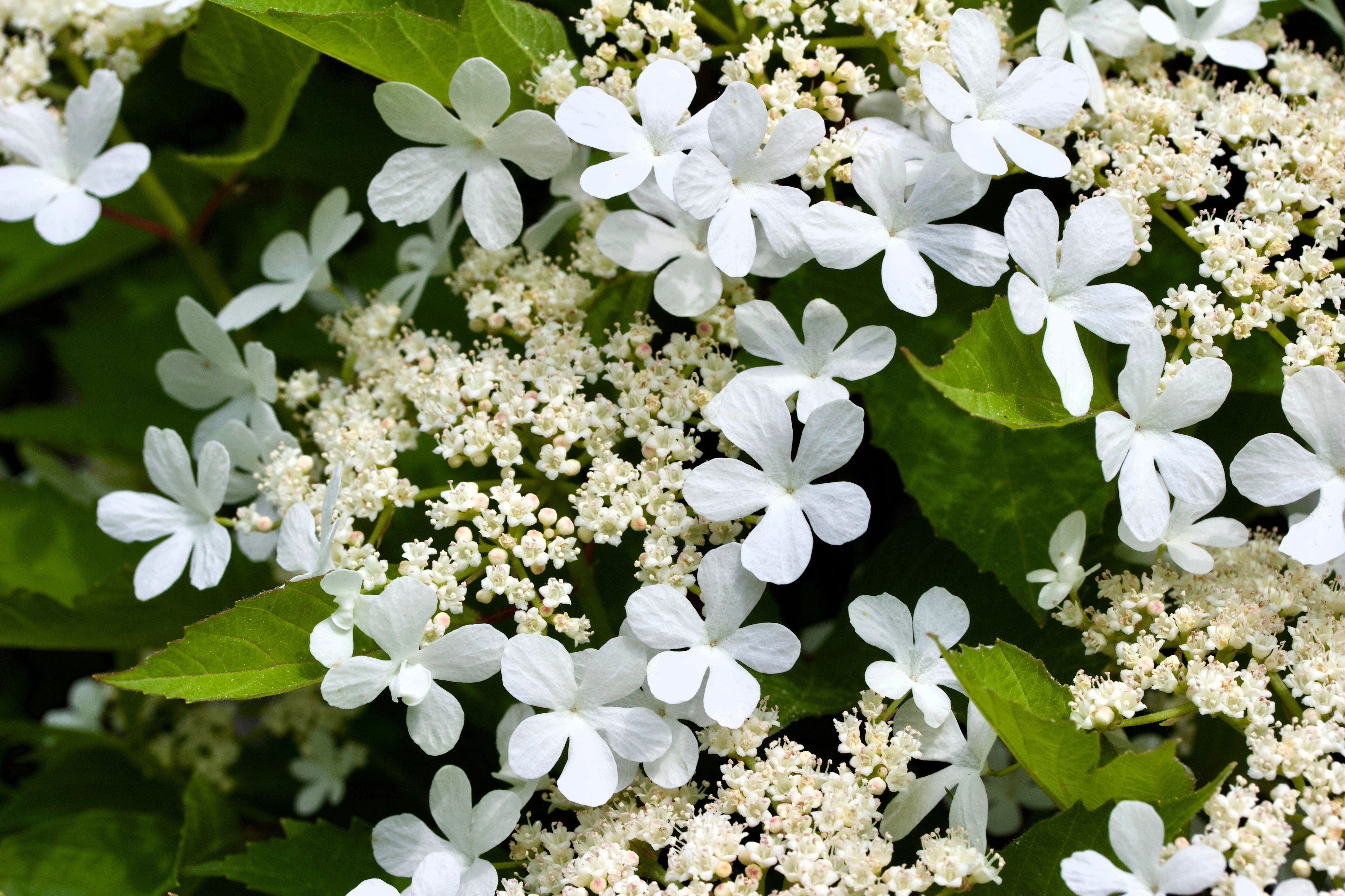 20 AMERICAN HIGHBUSH CRANBERRY Viburnum Trilobum Red Fruit White Flower Shrub Seeds