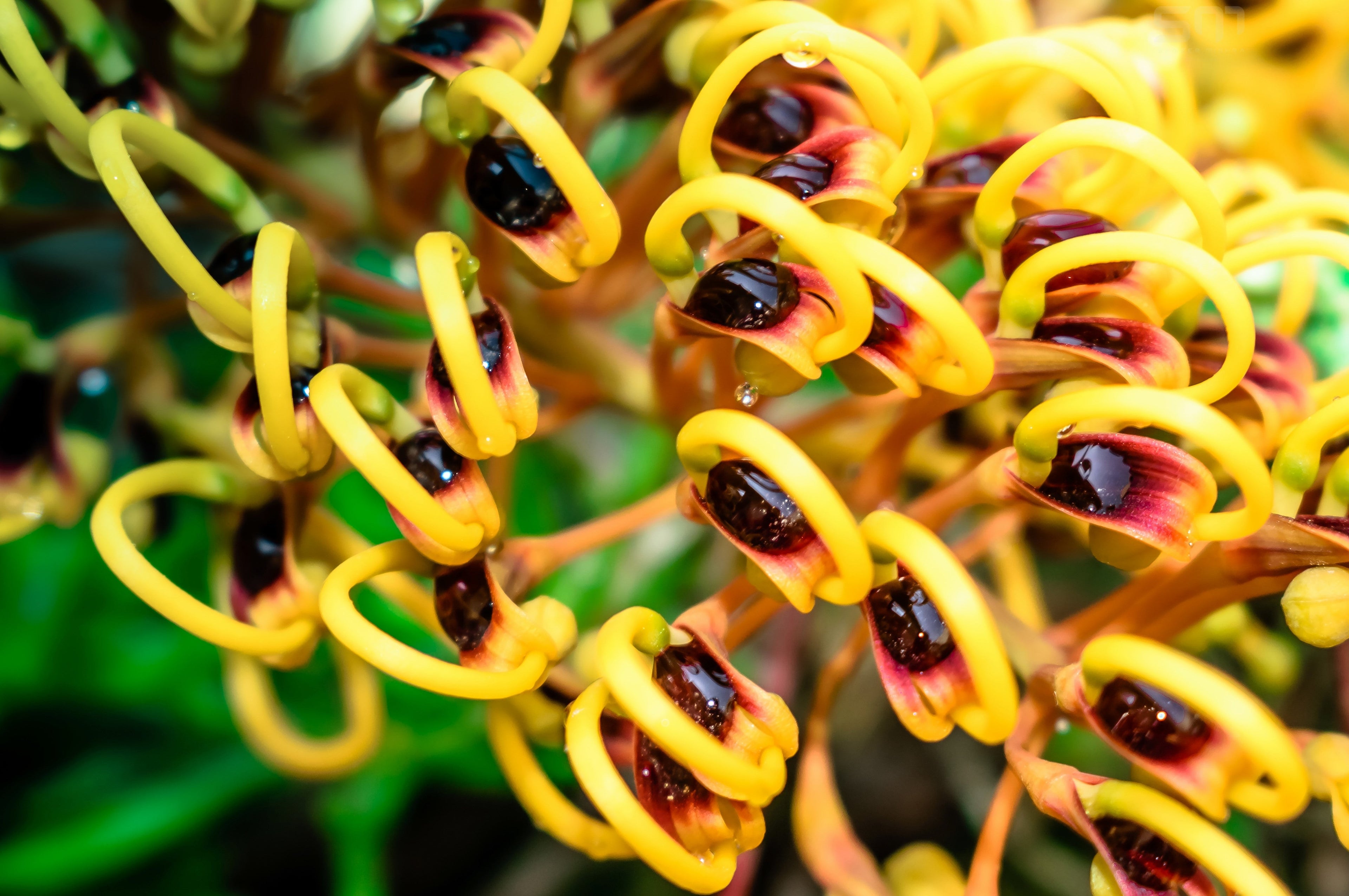 35 SILKY OAK TREE Orange Flower Southern Silver Oak Grevillea Robusta Seeds