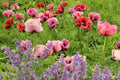 1000 MIXED Colors ORIENTAL POPPY Papaver Orientale Flower Seeds