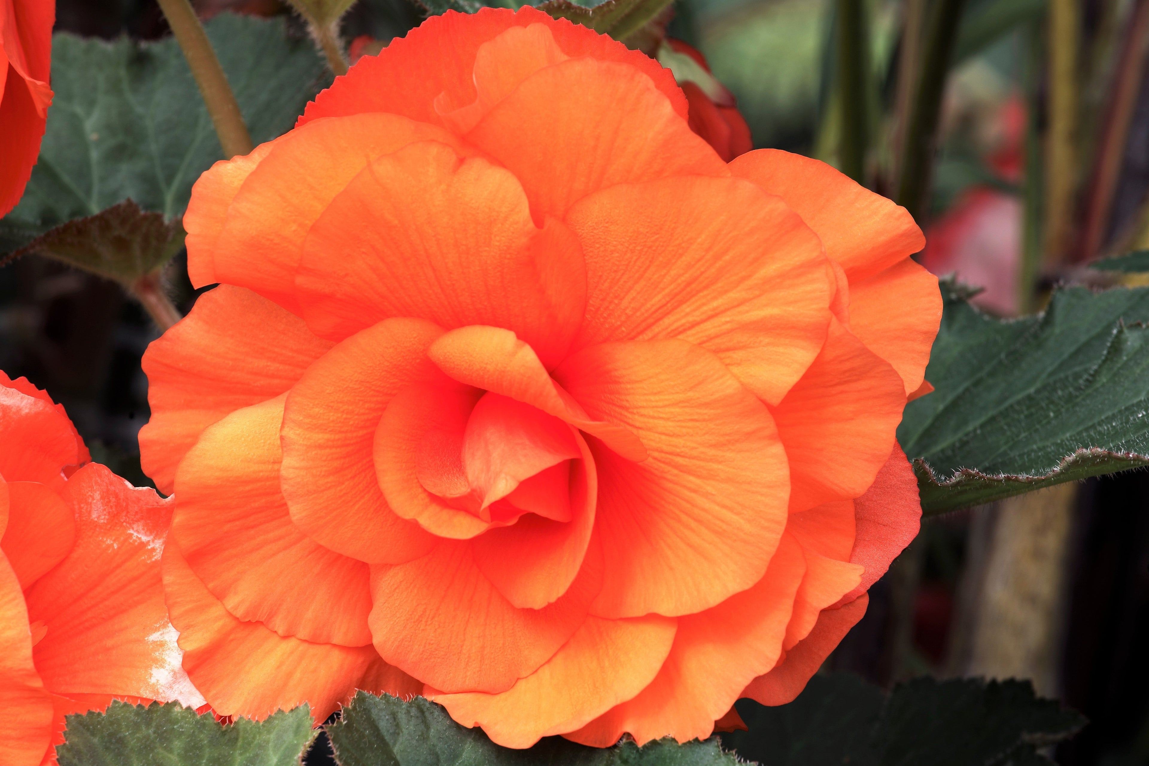 10 ORANGE DOUBLE BEGONIA Tuberosa Tuberous Begonia Shade Flower Seeds