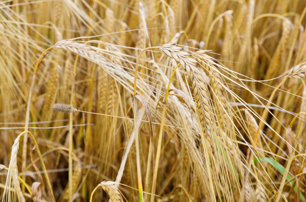 100 Common BARLEY Hordeum Vulgare Grain Grass Cover Crop Beer Seeds