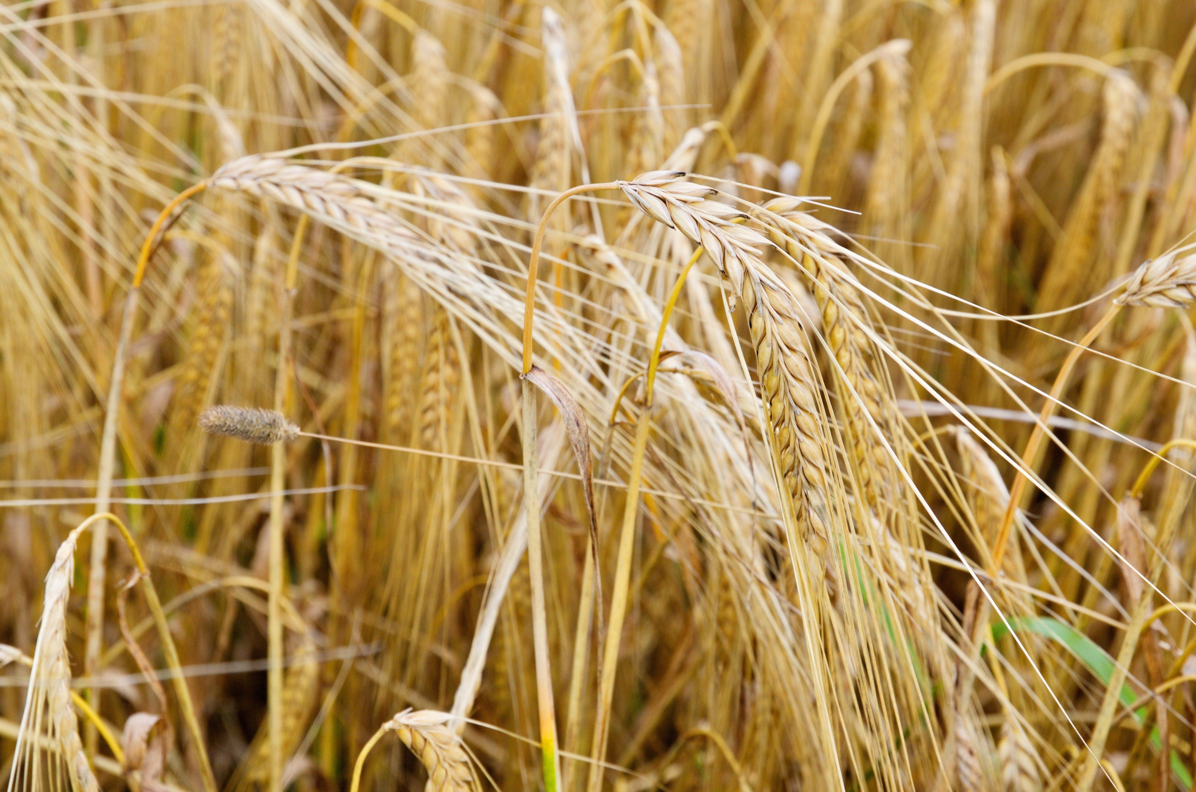 100 Common BARLEY Hordeum Vulgare Grain Grass Cover Crop Beer Seeds