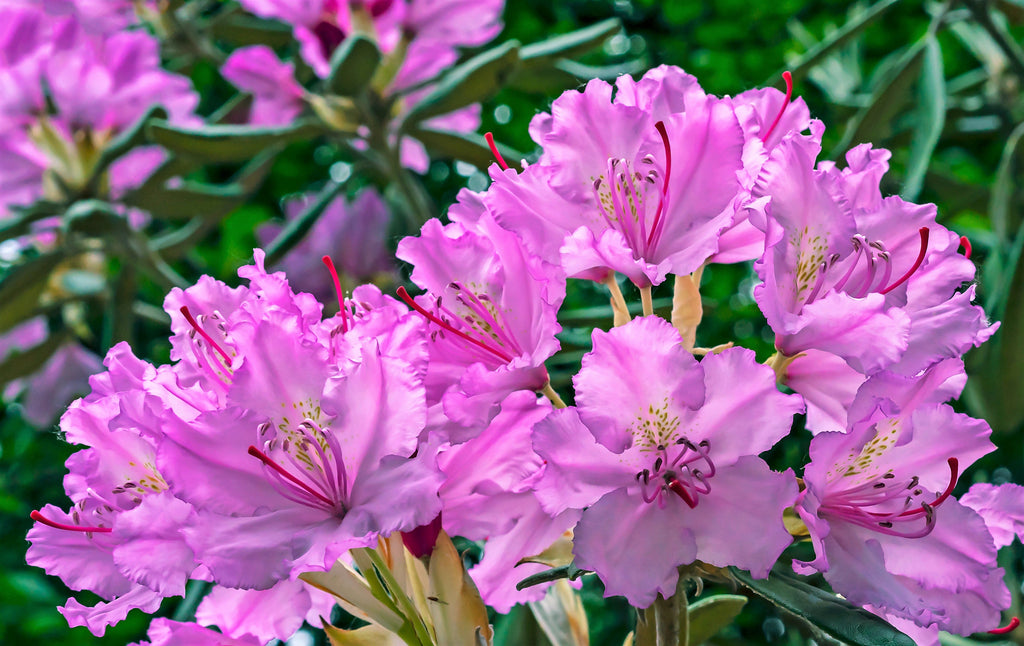 50 MIXED HYBRIDS RHODODENDRON spp. Mixed Colors - Red, Pink, Purple, White, Yellow, Orange Flower Sun or Shade Bush Shrub Seeds