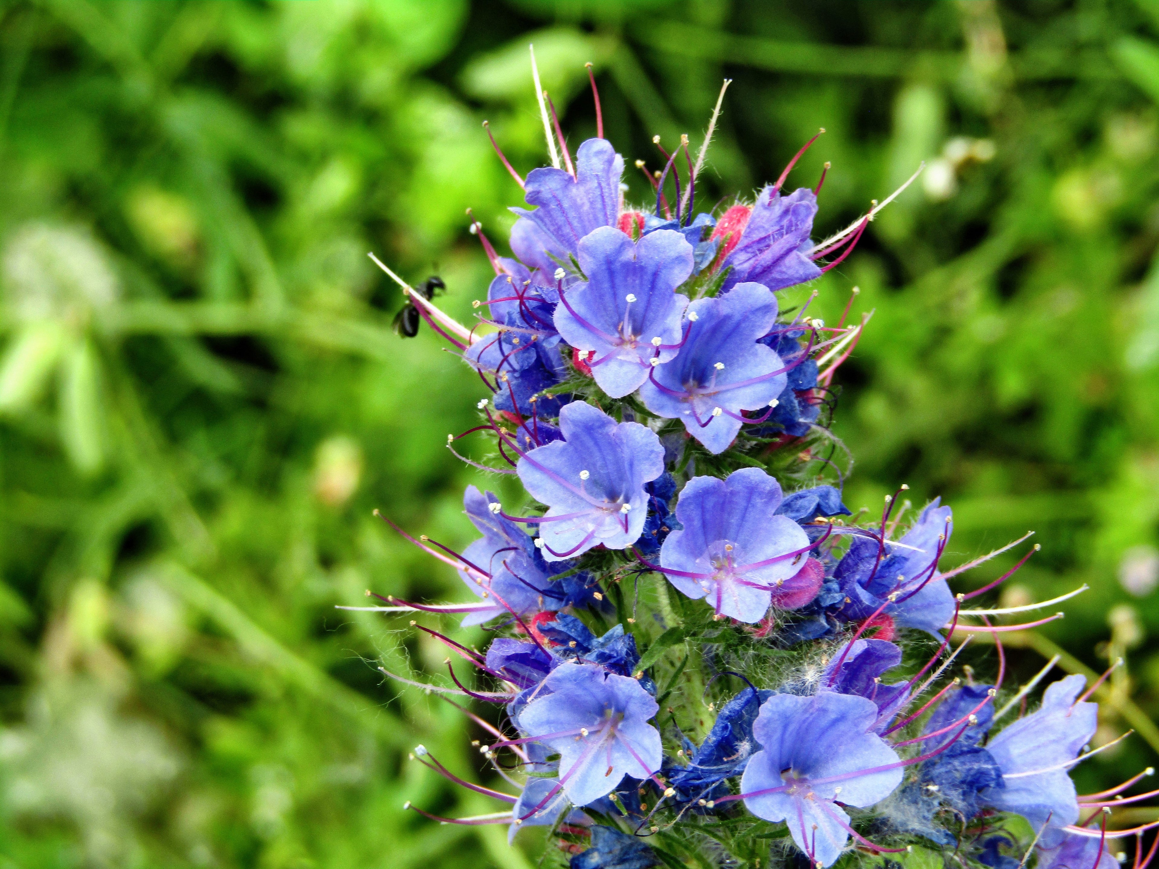 100 Blue VIPERS BUGLOSS Echium Vulgare Blue Flower Seeds