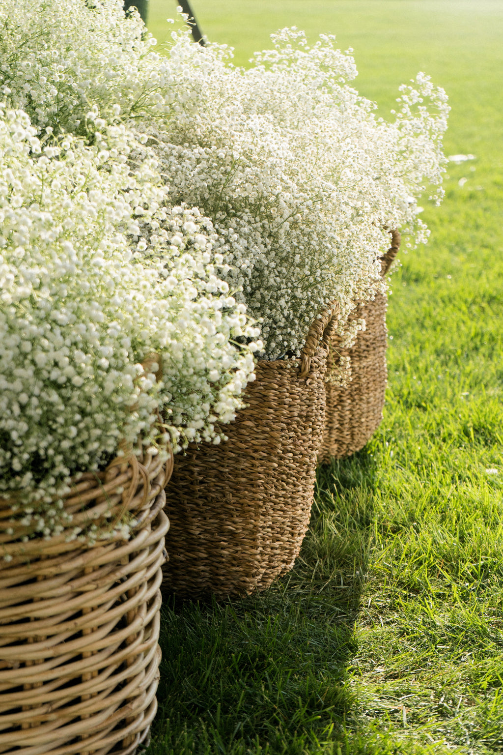 1000 White BABY'S BREATH 'Covent Garden' Gypsophila Elegans Flower Seeds