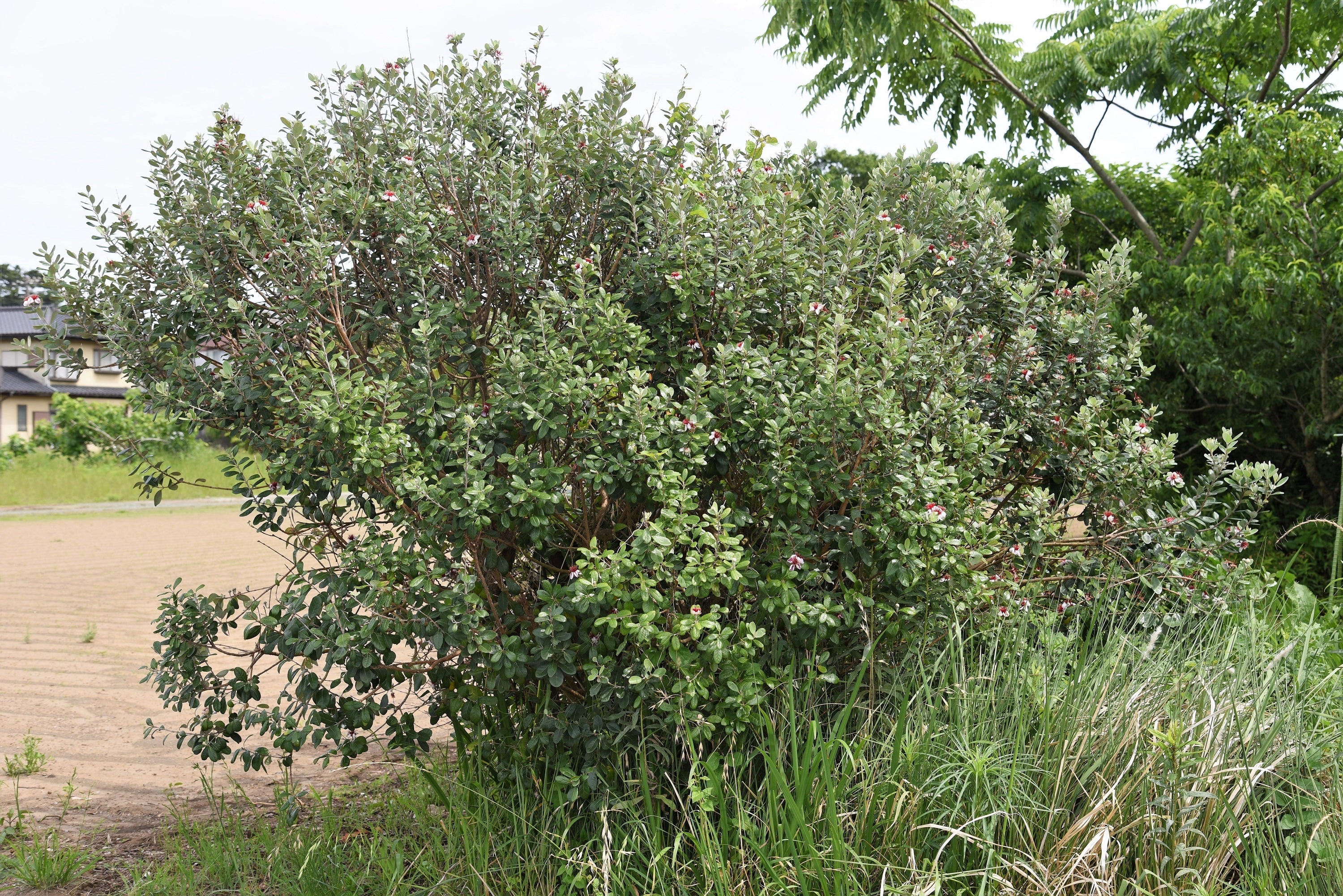 10 PINEAPPLE GUAVA Fruit Acca Guavasteen Brazilian or Fig Guava Feijoa Sellowiana Pink Red Flower Tree Shrub Seeds